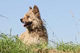 BOUVIER DES ARDENNES 066